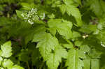 Sweet cicely <BR>Anise-root <BR>longstyle sweetroot